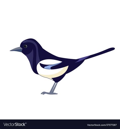 Magpie black white crow bird cartoon flat Vector Image