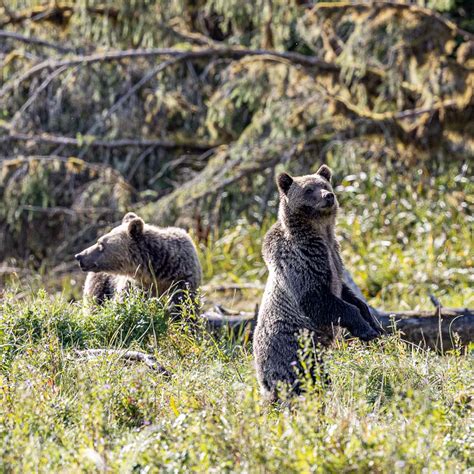 Grizzly Mother & Cub | Photographer