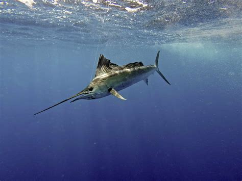 Sailfish Animal Pictures | A-Z Animals