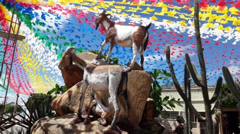 Cabaceiras se prepara para uma festa do Bode Rei LITORAL JÁ