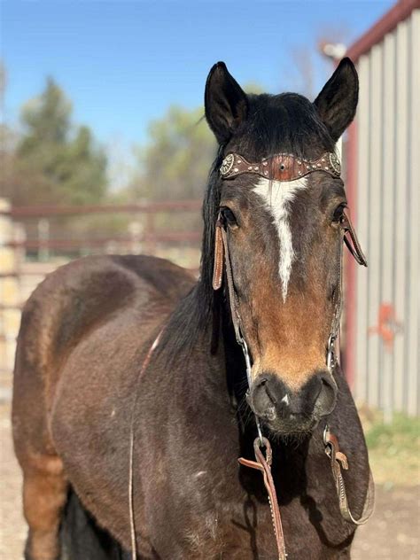 Charming and Truly Athletic 6 Yr Old Bay Mustang Gelding!