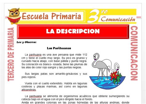 Ejemplo De Descripci N Para Tercero De Primaria Escuela Primaria