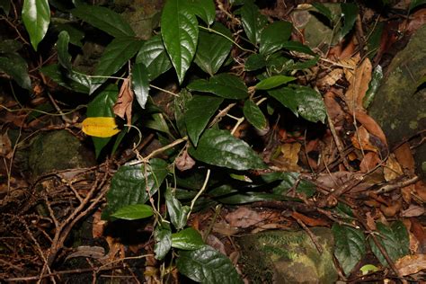 Birdwing Butterfly Vine From Booroobin QLD 4552 Australia On December