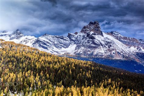 Cathedral Mountain Cathedral Mountain Decorated With Golden Larch