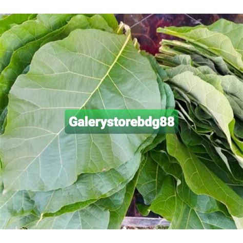 Jual Daun Jati Jawa Segar Kg Petik Langsung Shopee Indonesia