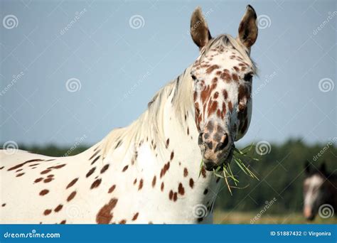 Portrait of Knabstrupper Breed Horse - White with Brown Spots Stock Photo - Image of herd, mare ...