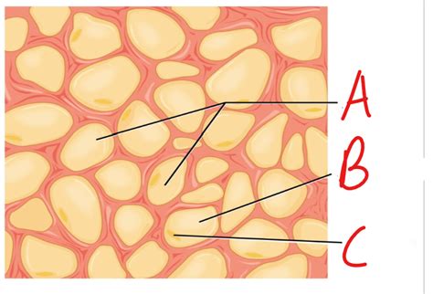 Adipose Connective Tissue Diagram Diagram Quizlet