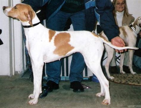 Pointer breeders and puppies in Canberra★ - Puppiesau.com