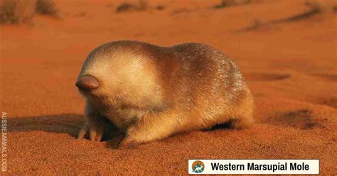 Western Marsupial Mole (Notoryctes caurinus) – Australian MAMMALIA ...