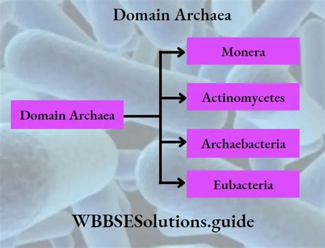 Archaebacteria Characteristics And Types Notes Wbbse Solutions