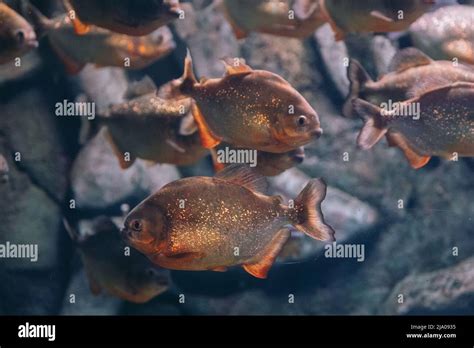 Red-bellied piranha Pygocentrus nattereri or Red piranha in their habitat Stock Photo - Alamy