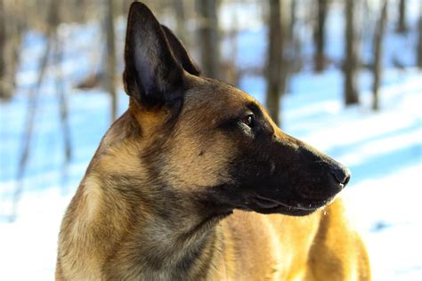 Belgian Malinois Dog Breed Information — Book of Dog