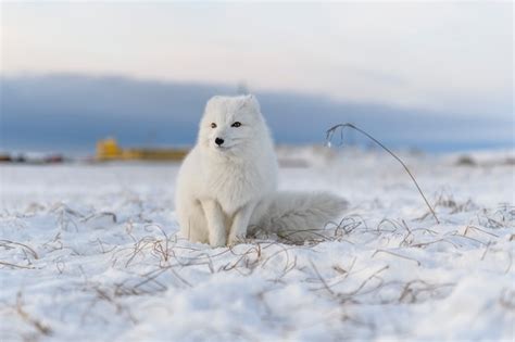 Raposa do ártico vulpes lagopus na tundra wilde raposa do ártico