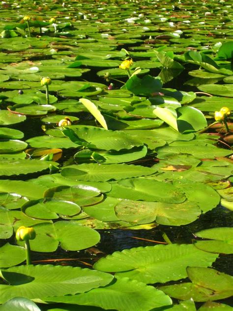 Nuphar lutea Spatterdock from Kind Earth Growers