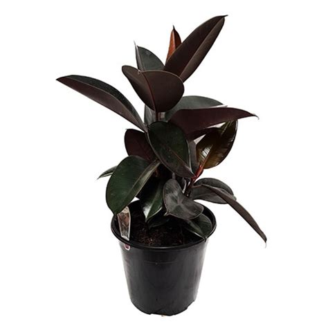 Ficus Elastica Burgundy 200mm Pot