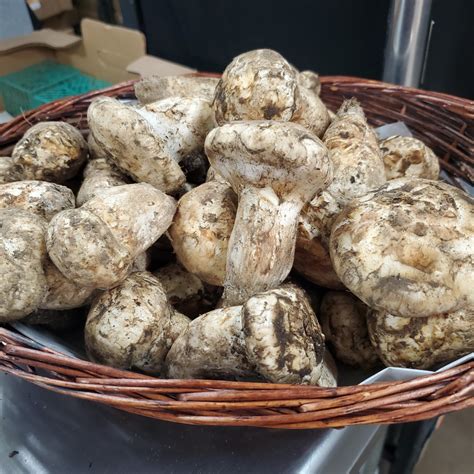 Matsutake Mushrooms Information Recipes And Facts