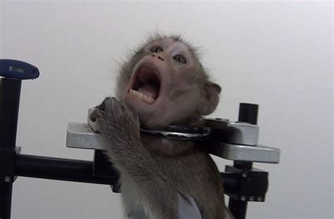 Monkeys scream out in pain in secret footage recorded at 'German lab ...