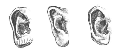 How To Draw Ears A Detailed Step By Step Guide Gvaats Workshop