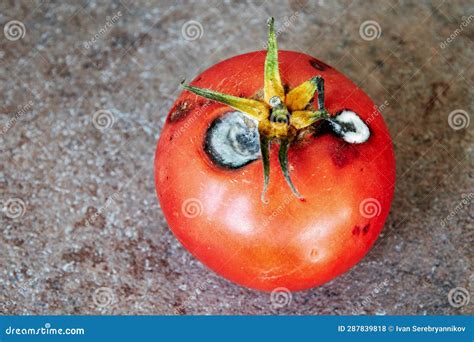 Is Rotten Tomatoes Safe at Charles Champine blog 