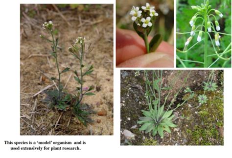 Flower Biodiversity Adam Fry Flashcards Quizlet