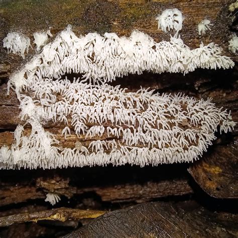 Honeycomb Coral Slime Mold From Sydney Nsw Australia On March