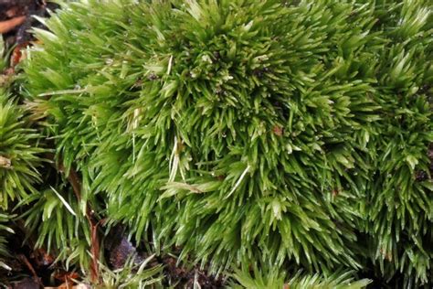 Consortium of North American Bryophyte Herbaria (CNABH) - Leucobryum ...