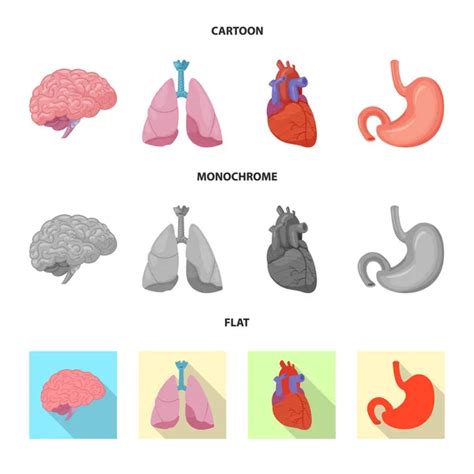 Diaphragm Anatomy Stock Vektorbilder Depositphotos