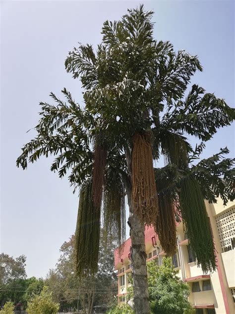 Growing Fishtail Palm Caryota Mitis Garden Lovers Club