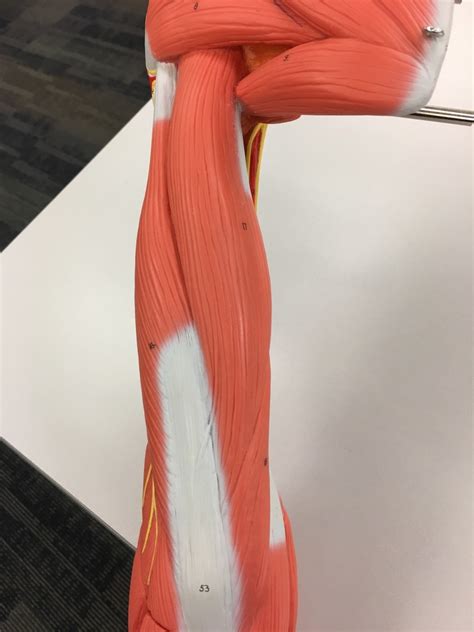 Muscles Of Posterior Arm Diagram Quizlet