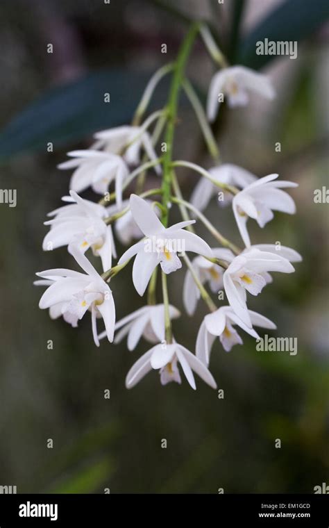 Dendrobium Kingianum Flores Creciendo En Un Entorno Protegido