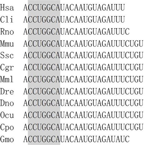 Alignment Of MiR 221 5p Mature Sequence Among Species Note Gga