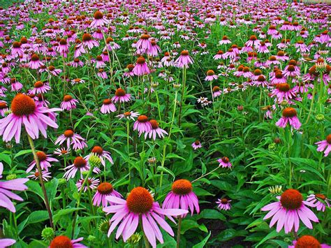 File Echinacea Purpurea 001 Wikipedia The Free Encyclopedia