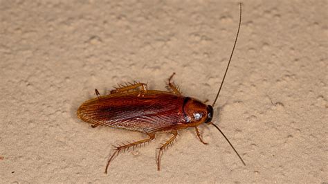 This Lighting Error Is Attracting Wood Roaches To Your Home