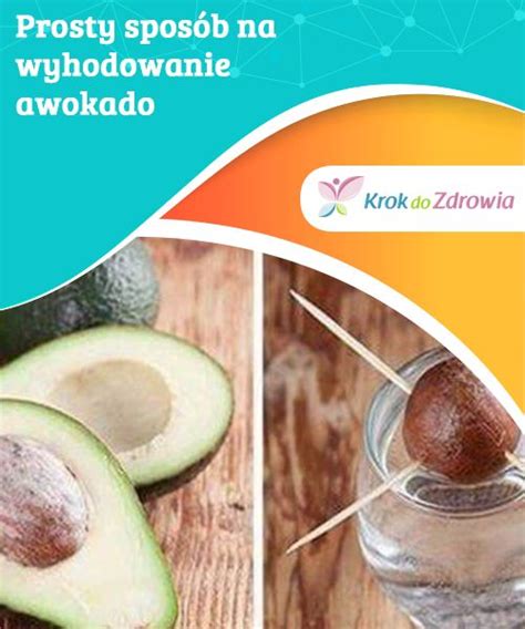 Wyhodowanie awokado w domu prosty sposób Krok do Zdrowia Avocado