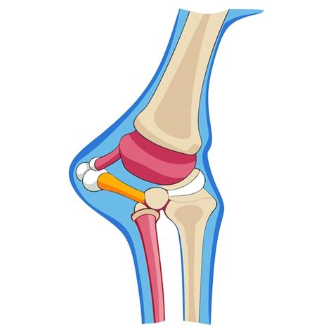 Anatomia Da Articulação Do Joelho Humano Clipart Ilustração Vetorial De