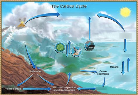 Carbon Cycle Diagram Quizlet