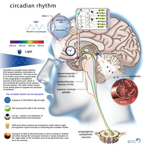 Circadian Rhythms Sleep