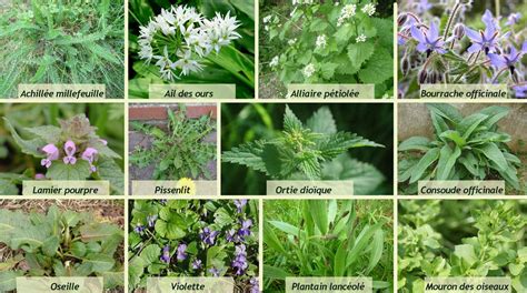 Ce weekend découverte des plantes comestibles Une fourmi dans le