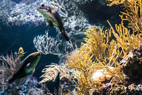 Ocean underwater coral reef Stock Photo | Adobe Stock