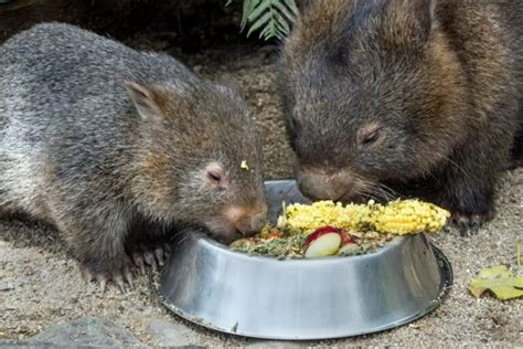 ウォンバットはペットとして日本で飼育できる？寿命や販売値段はいくら？ 生物モラトリアム