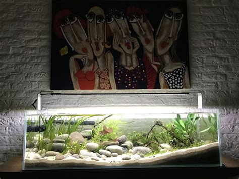 Creative Indoor Turtle Tank Setup Ideas | Home Aquarium | Turtle Pond ...