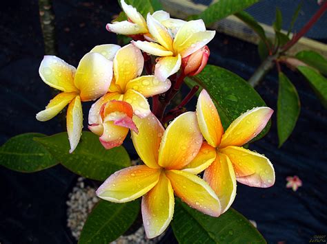 Rare Plumeria Flowers A Photo On Flickriver