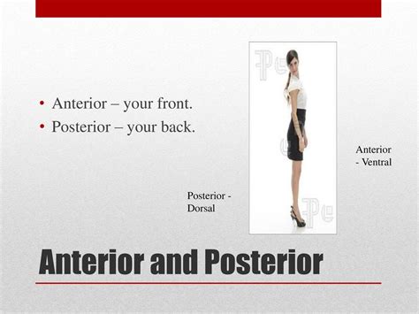 Anatomy and Physiology - ppt download 