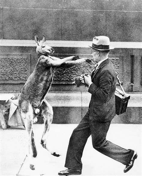 Kangaroo Boxing: 20 Bizarre And Disturbing Vintage Photos