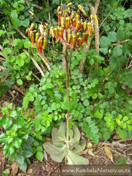 Cotyledon Velutina Kumbula Indigenous Nursery