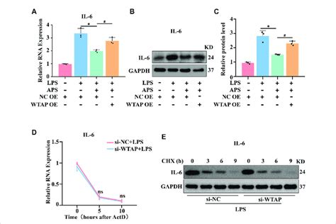 APS Exerted An Anti Inflammatory Effect By Regulating WTAP Expression