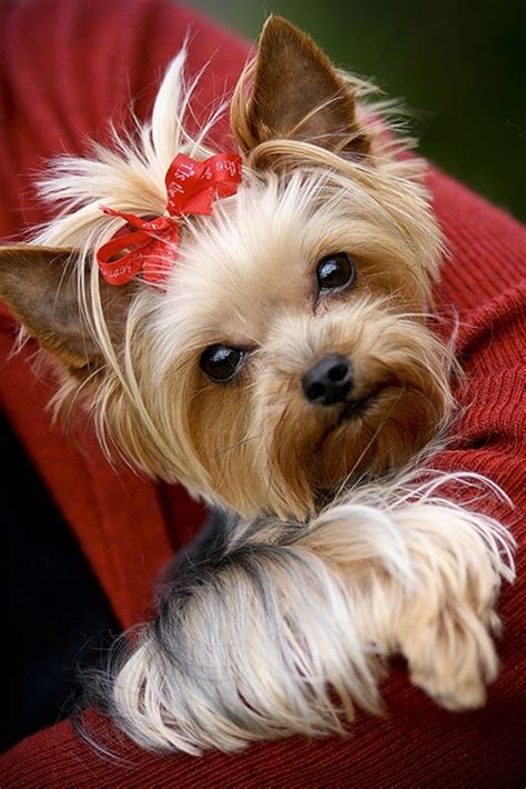 85 best Yorkie Haircuts images on Pinterest | Yorkies, Yorkie haircuts and Animals