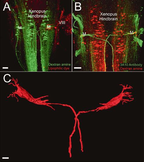 Techniques with Xenopus laevis tissue. ( a ) Image demonstrating double ...