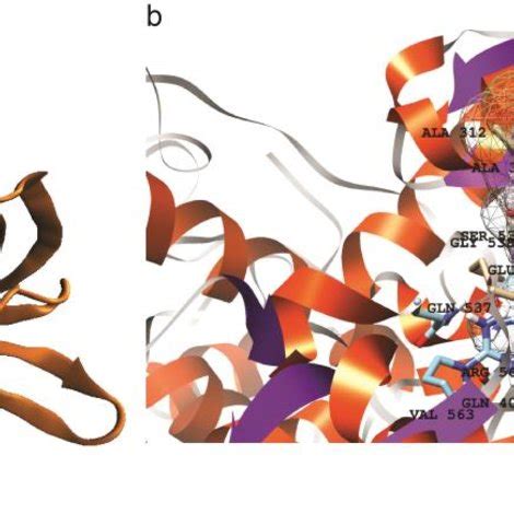 a) 3D representation of helicase structure highlighting N-terminal... | Download Scientific Diagram