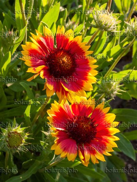 Images Great Blanket Flower Images Of Plants And Gardens Botanikfoto